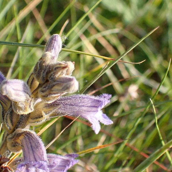 Orobanche purpurea Blüte