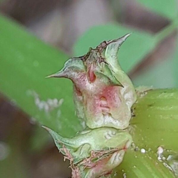 Rumex spinosus 果