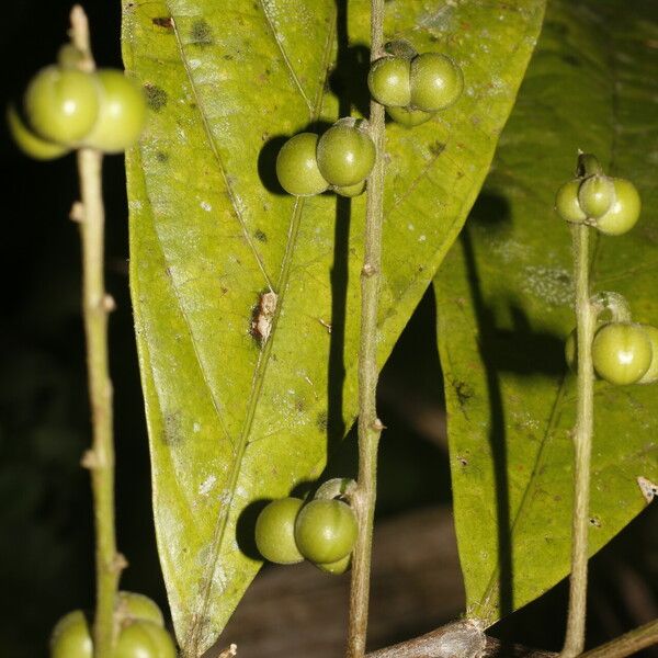 Adenophaedra grandifolia Fruit