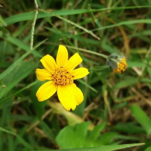 Aspilia mossambicensis 花