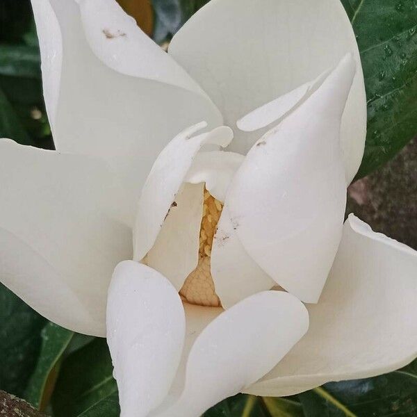 Magnolia virginiana Blomst