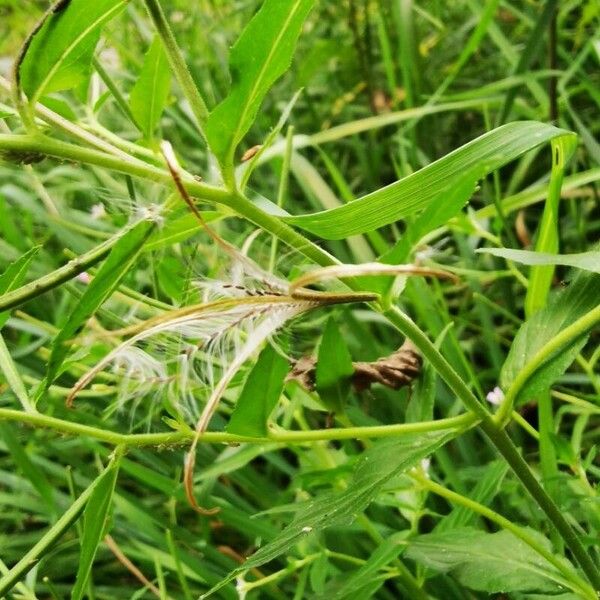 Epilobium parviflorum Fruto