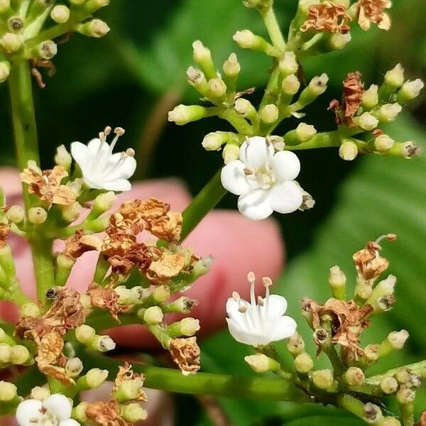 Viburnum dentatum Blomst