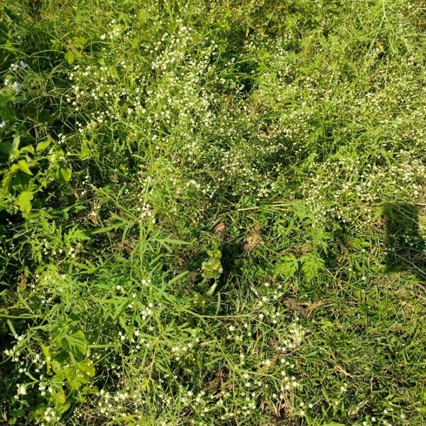 Parthenium hysterophorus Fleur