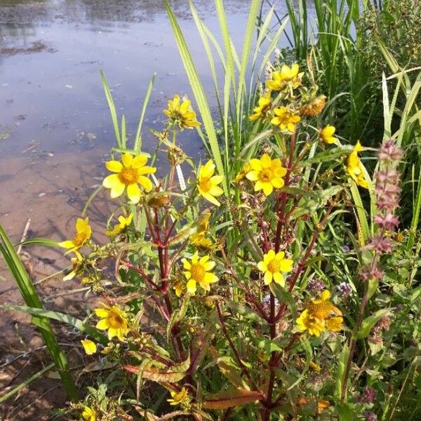 Bidens bipinnata Flor