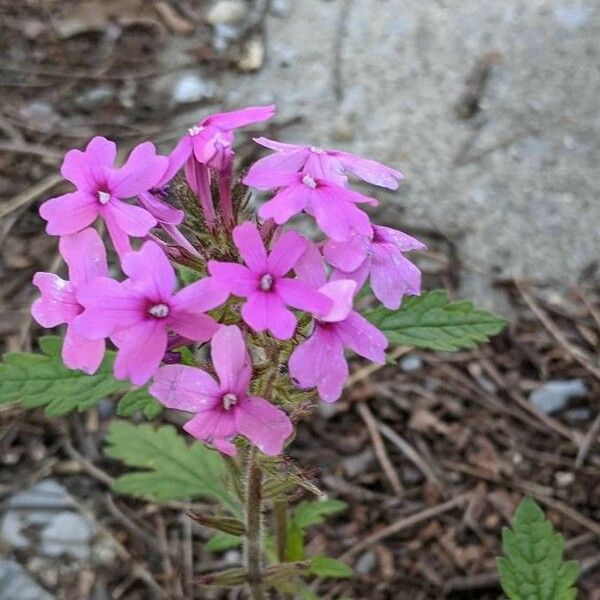 Verbena canadensis 花