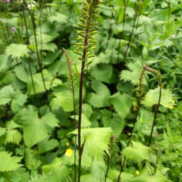 Ligularia wilsoniana Flower