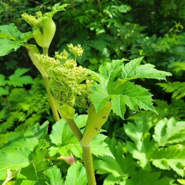 Heracleum mantegazzianum Feuille