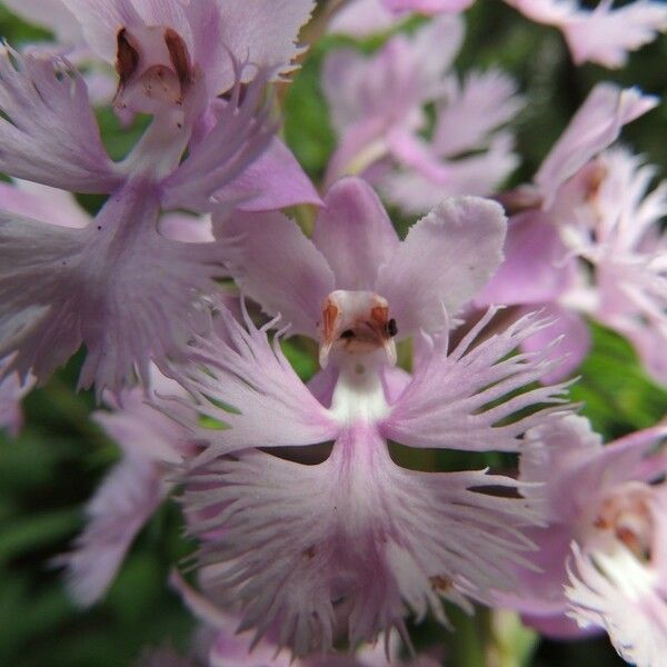 Platanthera grandiflora ফুল