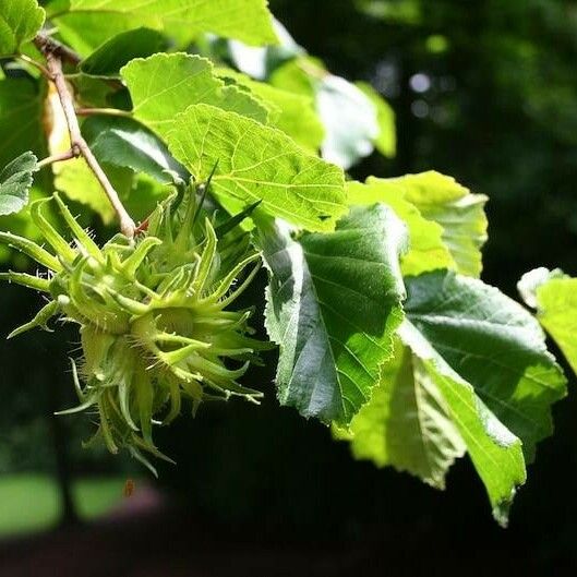 Corylus colurna Ffrwyth