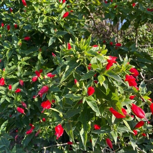 Malvaviscus arboreus Flors