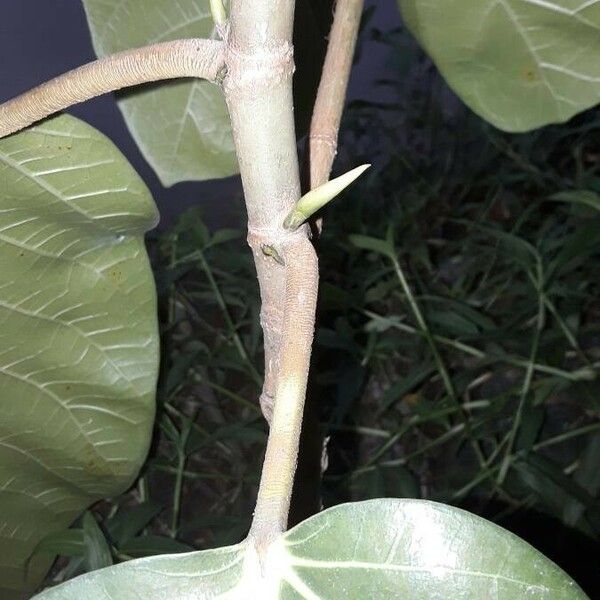 Ficus callosa Bark