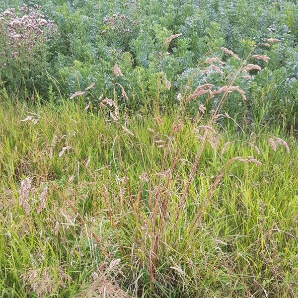 Bromus secalinus Hábitos