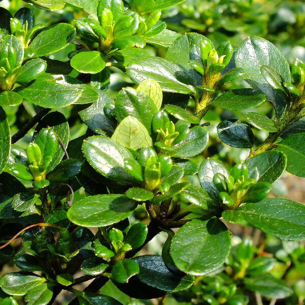 Rhododendron indicum Leaf