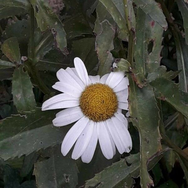 Leucanthemum maximum 花