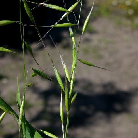 Avena strigosa Habit