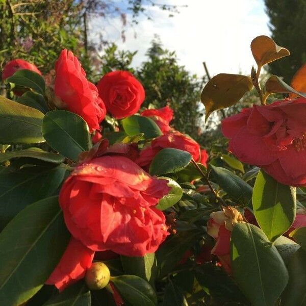 Camellia japonica Virág