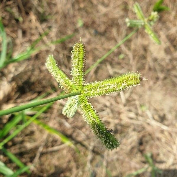 Dactyloctenium aegyptium Kwiat