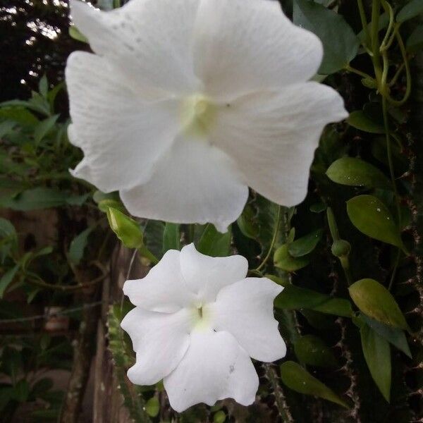 Thunbergia fragrans Flor