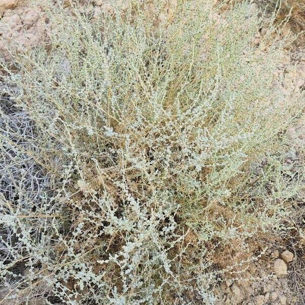 Salsola imbricata Ostatní