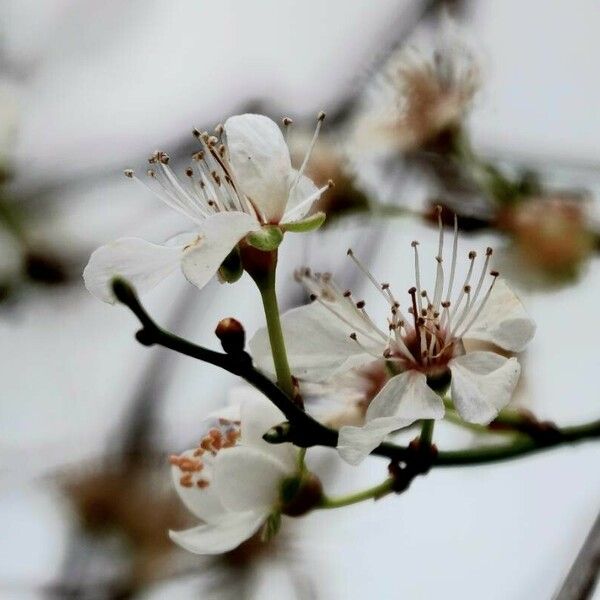 Prunus armeniaca Flower