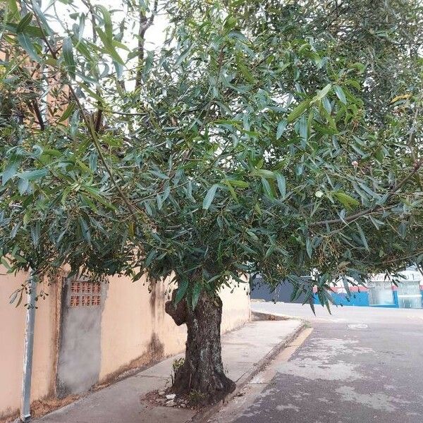 Nectandra angustifolia List