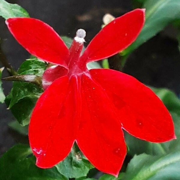 Lobelia cardinalis Λουλούδι