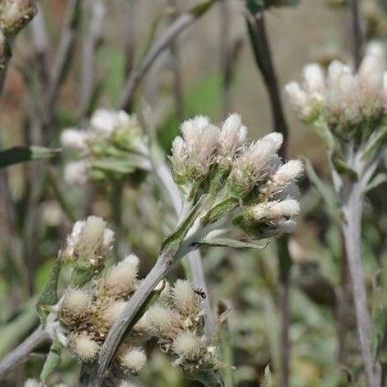 Antennaria howellii Kukka