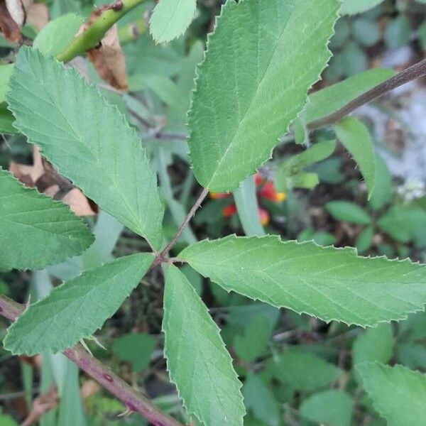 Rubus canescens List