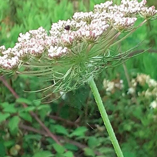 Daucus carota ফুল