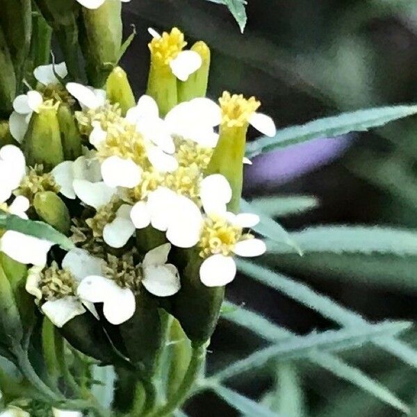 Tagetes minuta Flower