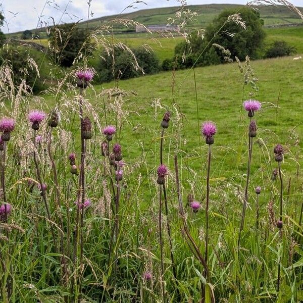 Cirsium heterophyllum Λουλούδι