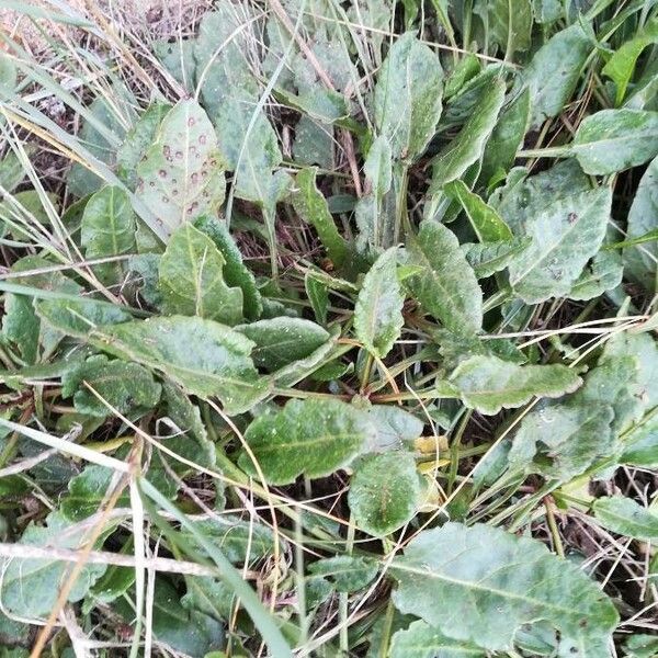 Rumex acetosella Lehti