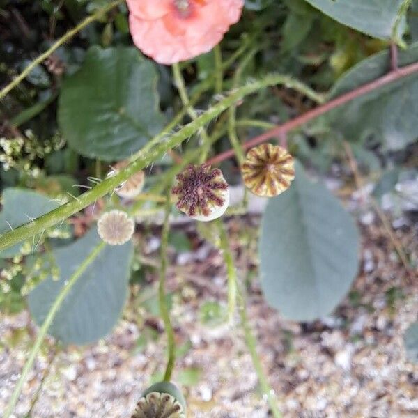 Papaver rhoeas Blad