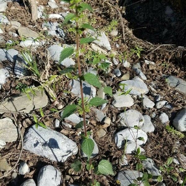 Urtica chamaedryoides Lapas