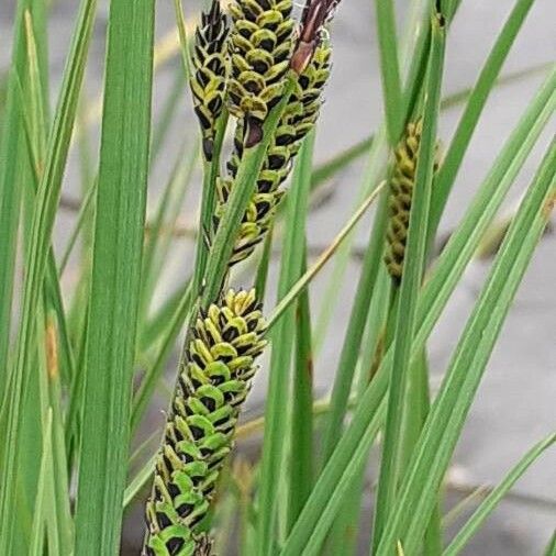 Carex nigra Flower