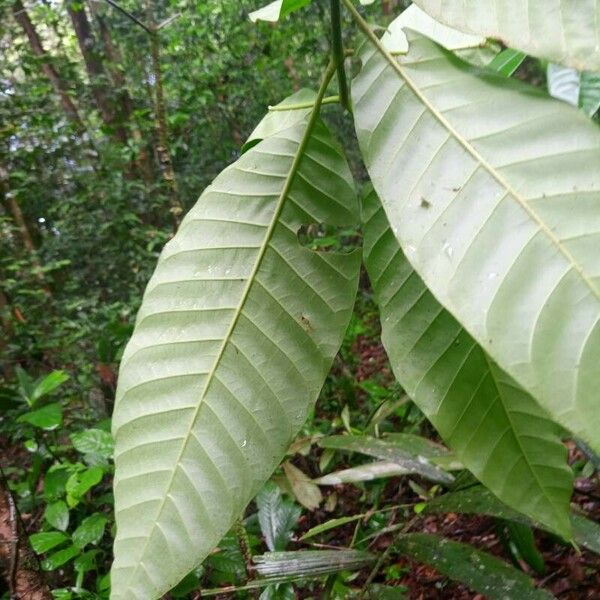 Macoubea guianensis Лист