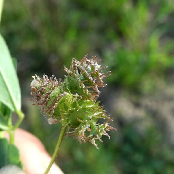 Medicago polymorpha फल