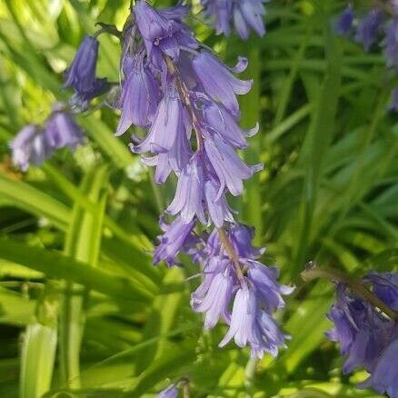 Hyacinthoides hispanica Õis