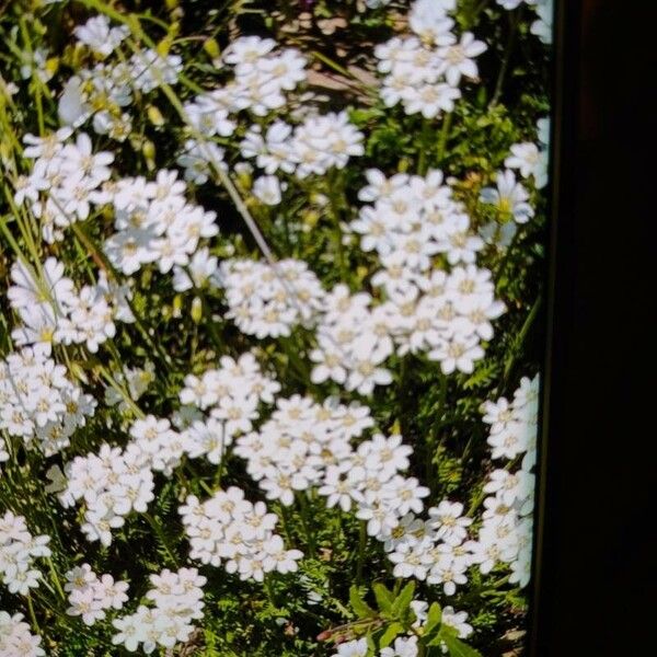 Achillea erba-rotta Квітка