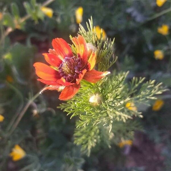 Adonis aestivalis Flor