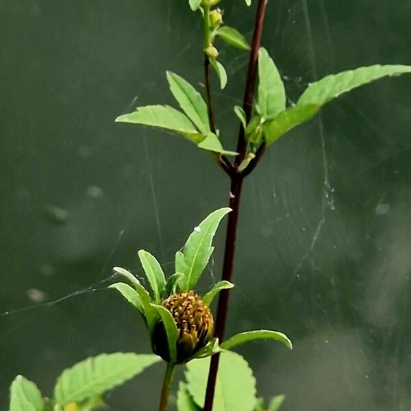 Bidens frondosa Leaf