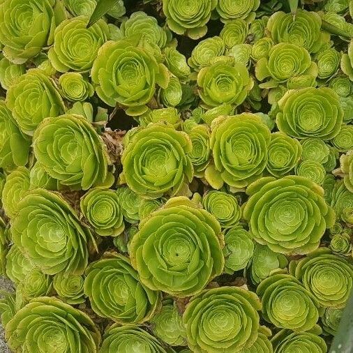 Aeonium aureum 葉