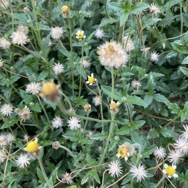 Tridax procumbens പുഷ്പം