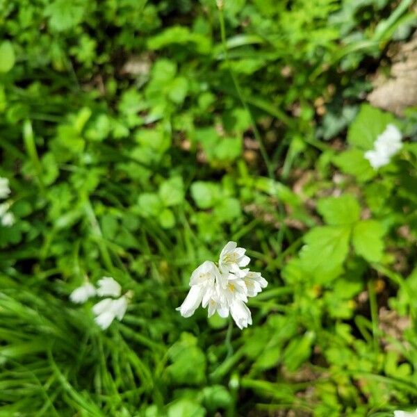 Allium zebdanense Flor