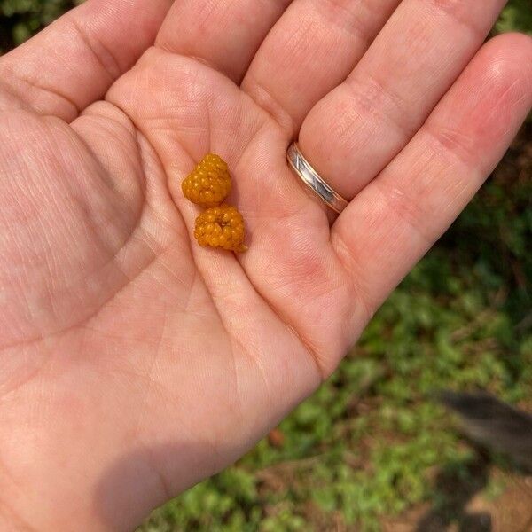 Rubus ellipticus Fruit