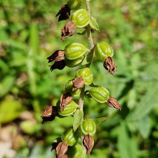 Epipactis helleborine Froito