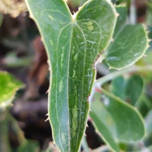 Smilax aspera Leht