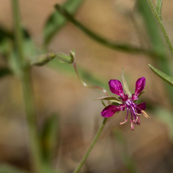 Clarkia rhomboidea Flower