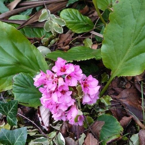 Bergenia crassifolia Květ